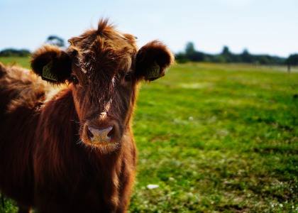 cow dung manure disposal