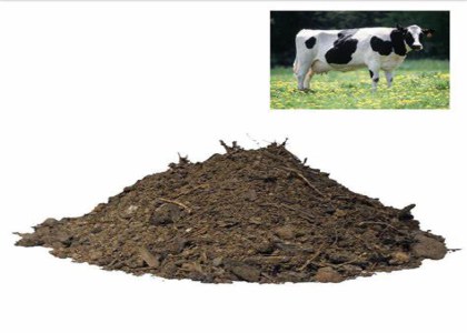 make cow dung manure fertilizer