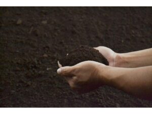 goat manure is ready for making compost