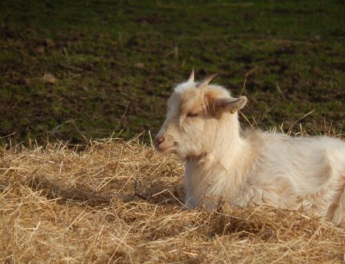 Ways To Compost Goat Manure and Its Advantages