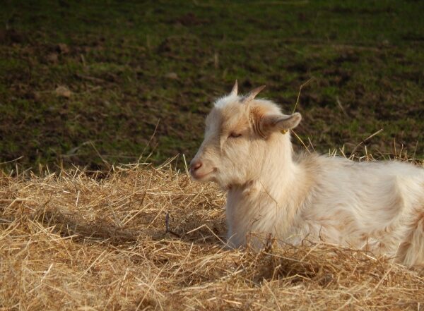 goat manure to make compost